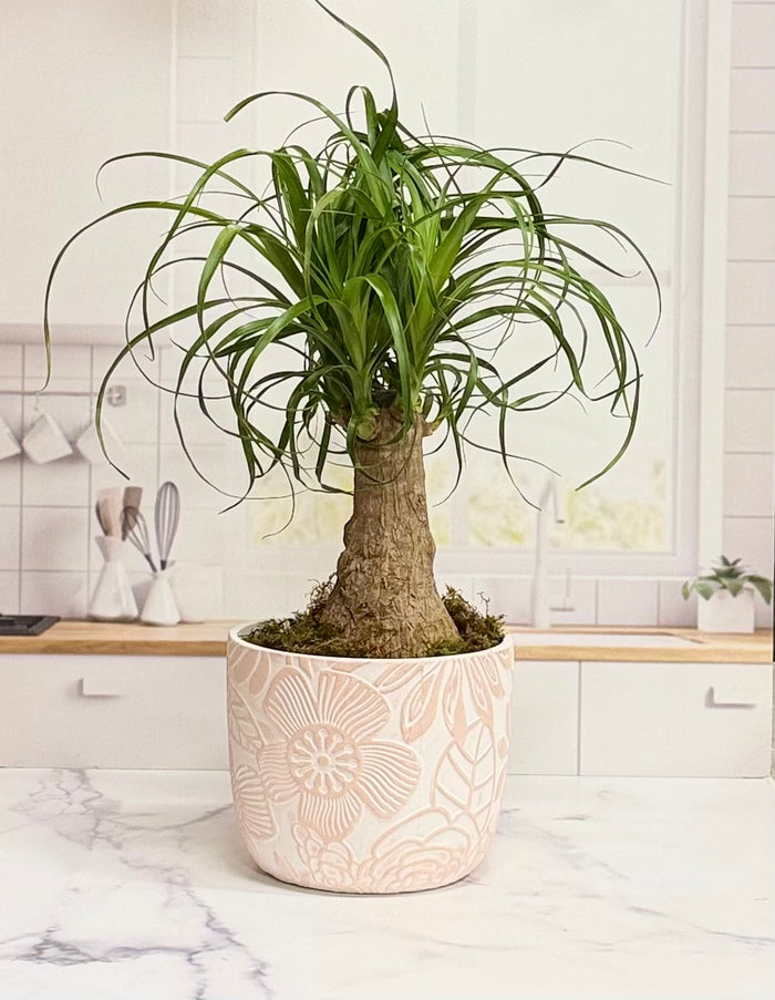 Ponytail Plant