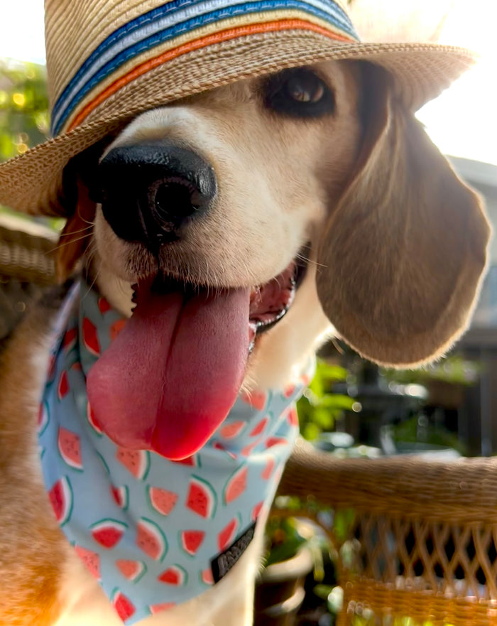 Blue Watermelon Reversible Bandana