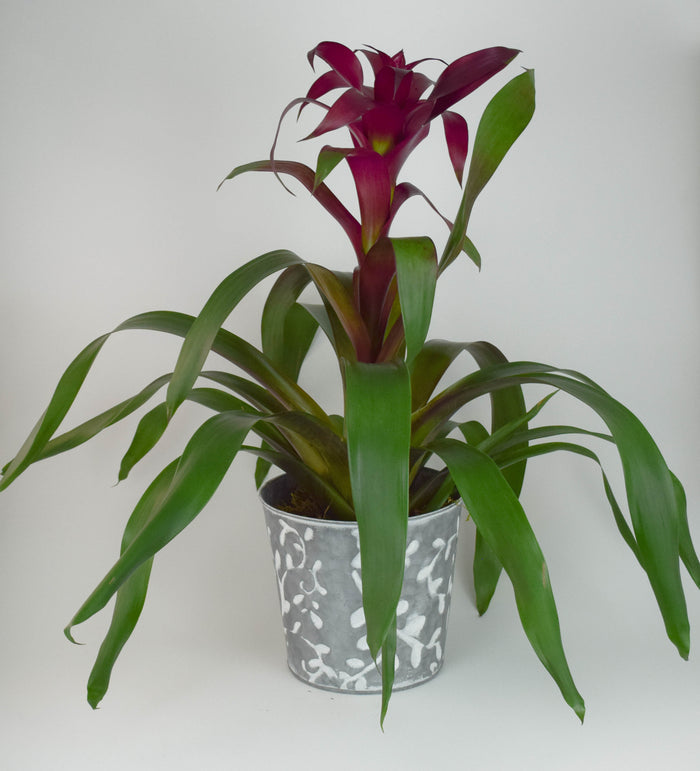 Bromeliad Plant 6" - Potted