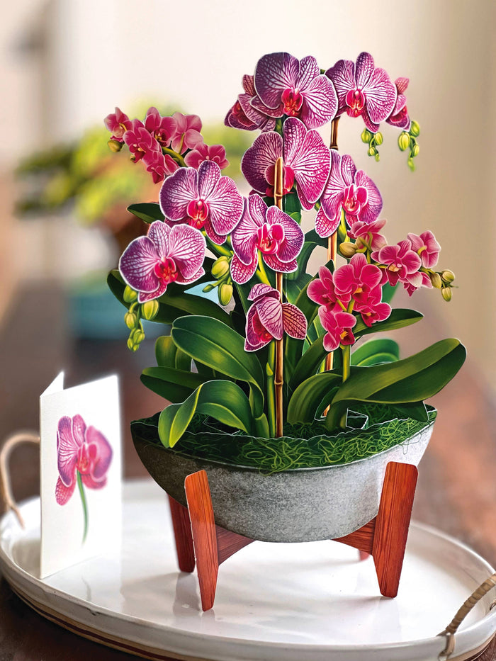 FreshCut Paper LLC - Orchid Oasis (8 Pop-up Greeting Cards)