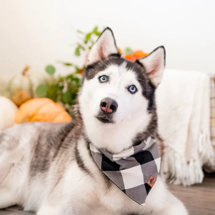 Kyte Baby Dog Bandana - Midnight Plaid