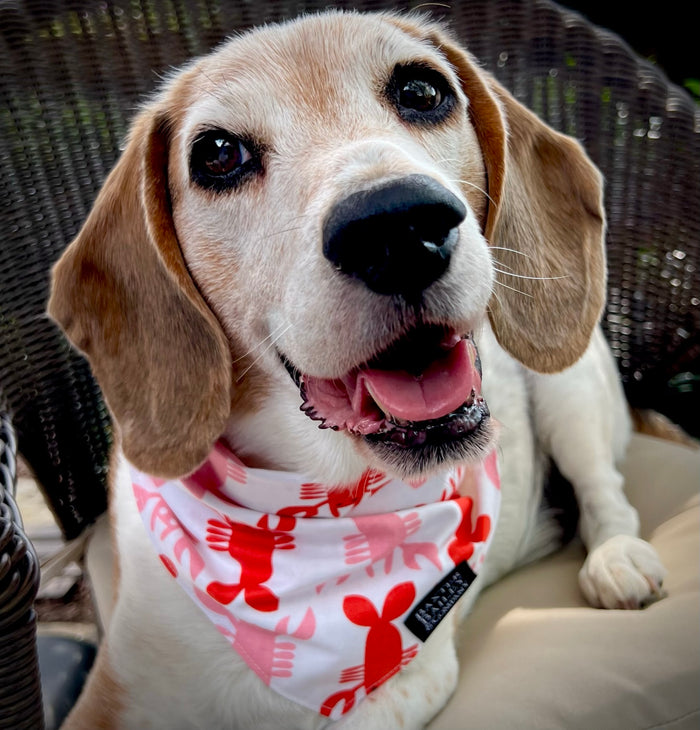 Lobster Reversible Bandana