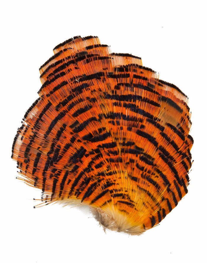 Natural Golden Pheasant Tippet