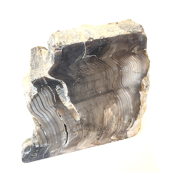 #4 (896g /.184lbs.) Petrified Wood Gemstone Stump