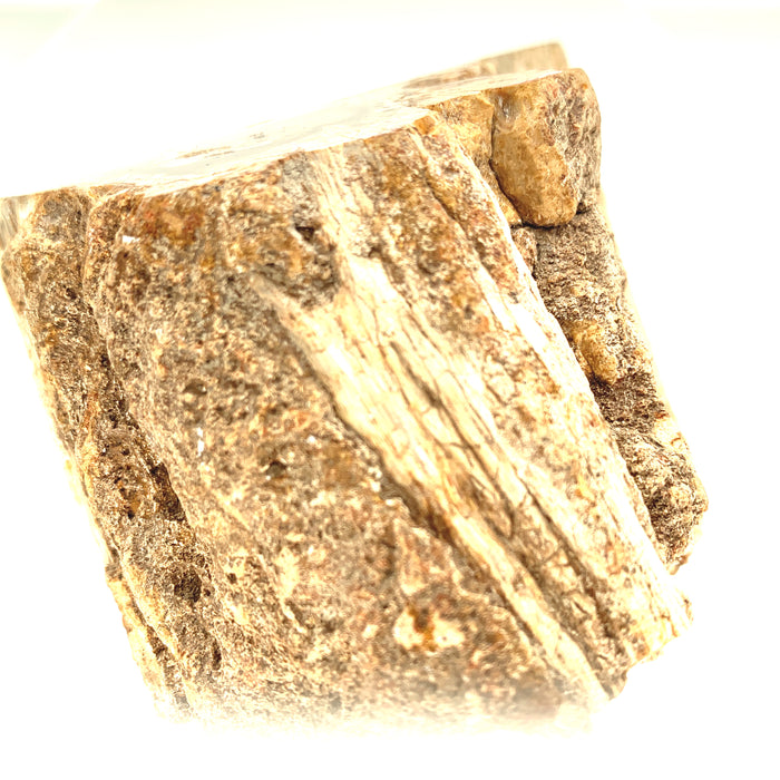 Petrified Wood Raw Gemstone, collectors pieces