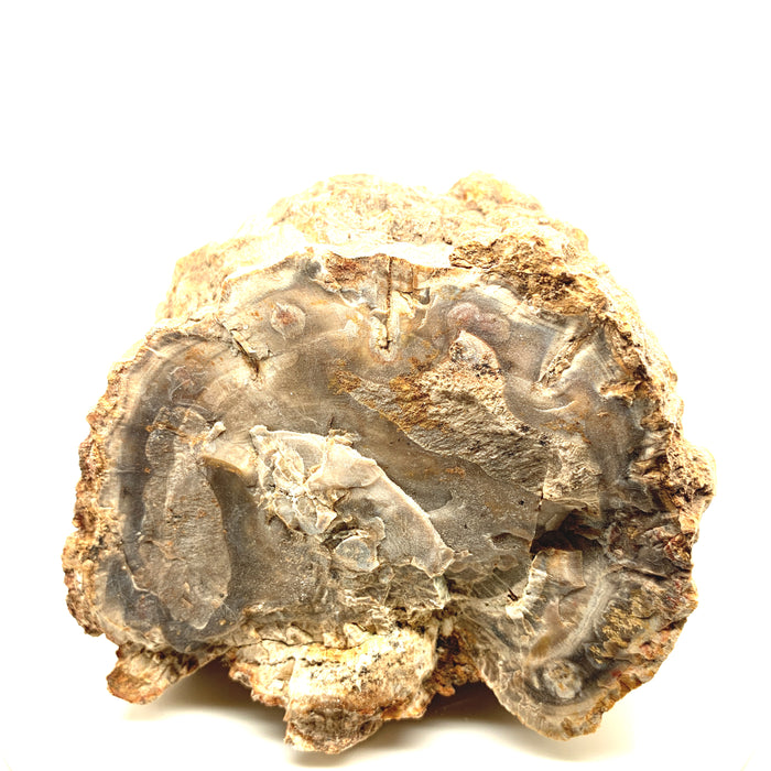 #1 ( 752g/.154lbs.) Petrified Wood Gemstone Stump